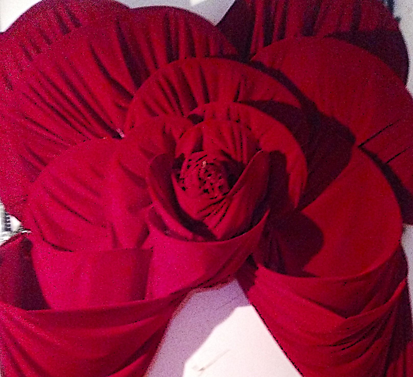 Rosa - Streakka Ibiza Arte